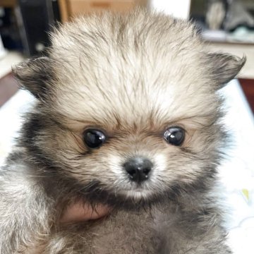 ポメラニアン【岐阜県・男の子・2025年7月26日・ウルフセ➖ブル】の写真「おもちゃみたいかわいい男の子」