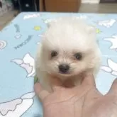 ポメラニアン