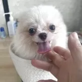 チワワ(ロング)