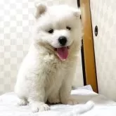 サモエド