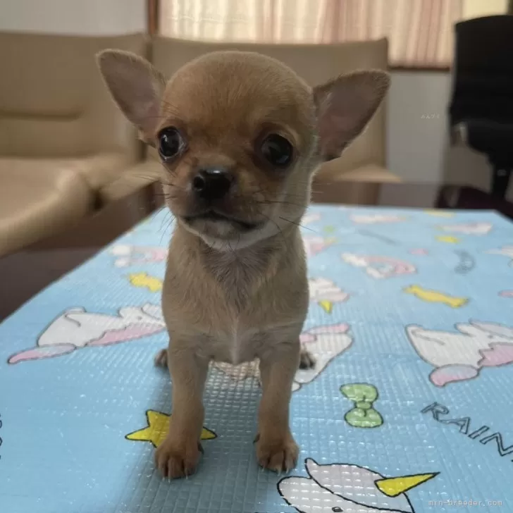 ID：2408-01115の子犬