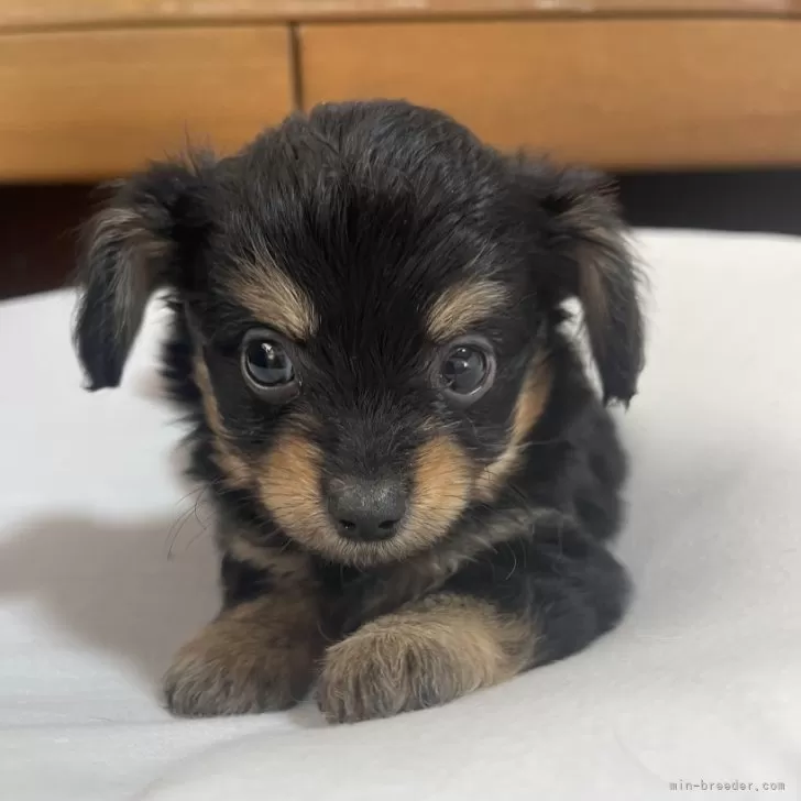 ID：2410-05558の子犬
