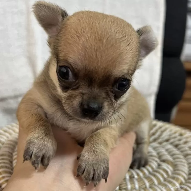 ID：2409-03790の子犬