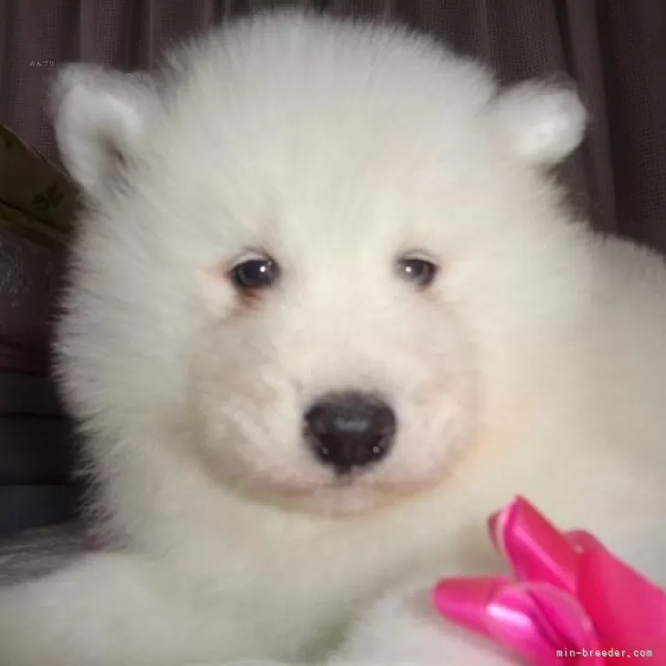 ID：2502-02614の子犬