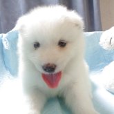 サモエド