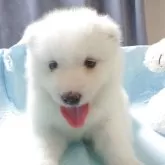 サモエド