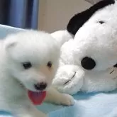 サモエド
