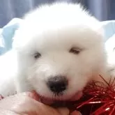 サモエド