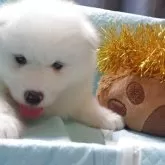 サモエド【徳島県・男の子・2025年7月16日・ホワイト】の写真5