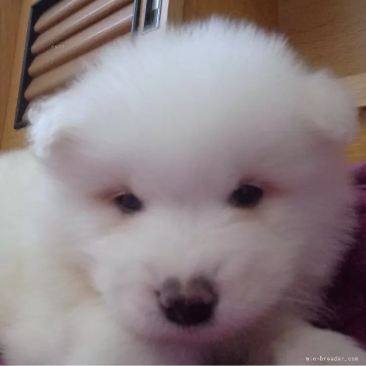 ID:2401-05995の子犬