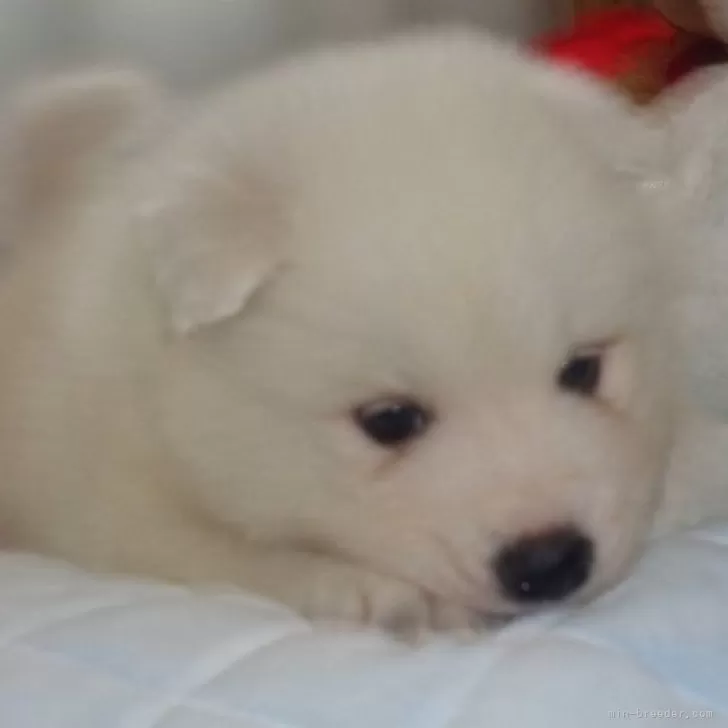 ID：2404-06927の子犬