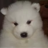 サモエド【徳島県・女の子・2023年12月19日・ホワイト】の写真1