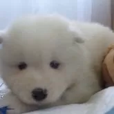 サモエド【徳島県・女の子・2024年3月22日・ホワイト】の写真1