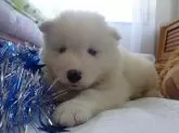 サモエド【徳島県・女の子・2024年3月22日・ホワイト】の写真3