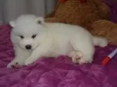 サモエド【徳島県・女の子・2023年12月19日・ホワイト】の写真4