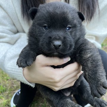 甲斐犬【和歌山県・男の子・2025年11月17日・中虎毛】の写真「落ち着きが有り大人しい」