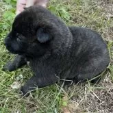 甲斐犬【和歌山県・男の子・2025年11月17日・中虎毛】の写真3