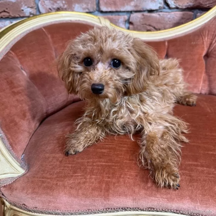 ID：2406-05315の子犬