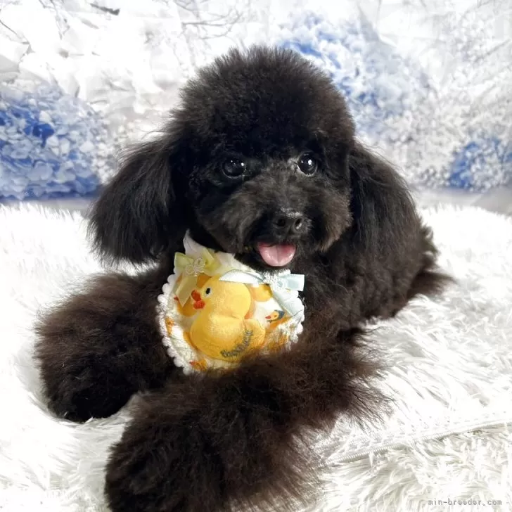 Ｉ.T 様のお迎えした子犬