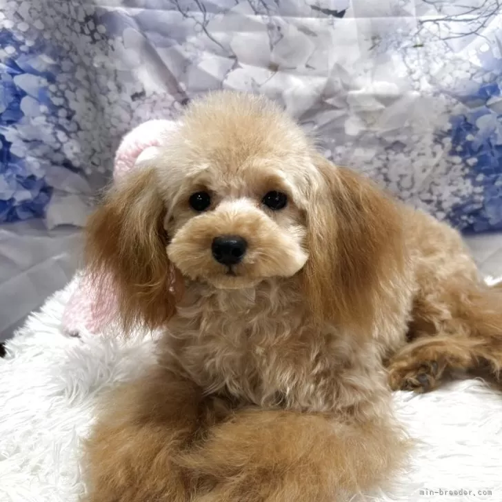 ID：2502-07035の子犬