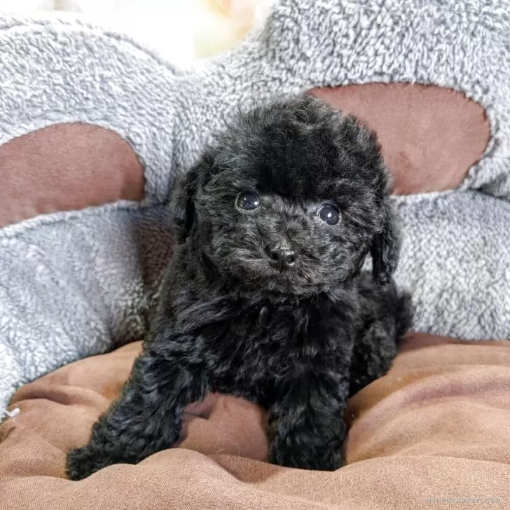 タイニープードル【鹿児島県・女の子・2026年1月9日・ブラック】の写真1