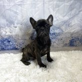 フレンチブルドッグ