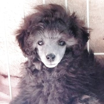 トイプードル(タイニー)【埼玉県・男の子・2025年11月28日・グレー(シルバー)】の写真「マイペースな男の子です」