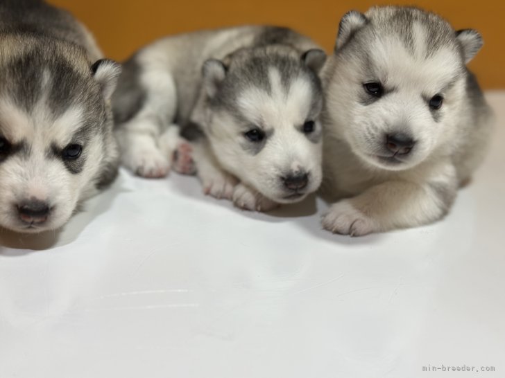 早川舞ブリーダーのブログ：掲載中のハスキー赤ちゃん、見学予約開始！