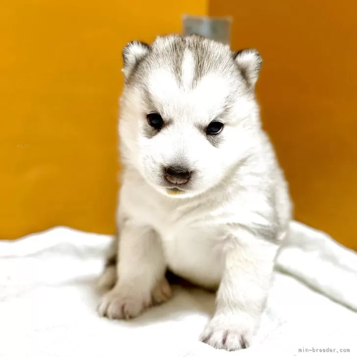 シベリアンハスキー【愛知県・女の子・2025年10月8日・シルバー&amp;ホワイト】の写真1