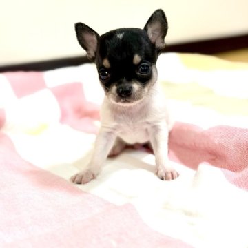 チワワ(スムース)【愛知県・男の子・2025年12月6日・ブラック&ホワイト】の写真「模様がオシャレな男の子」