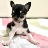 チワワ(スムース)