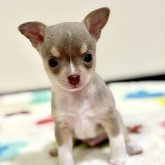 チワワ(スムース)