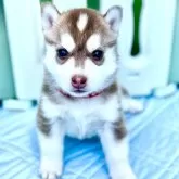 シベリアンハスキー【愛知県・女の子・2024年12月6日・チョコ&ホワイト】の写真1