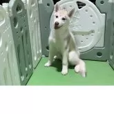 シベリアンハスキー
