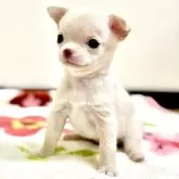 チワワ(スムース)