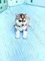 シベリアンハスキー【愛知県・女の子・2024年12月6日・チョコ&ホワイト】の写真4
