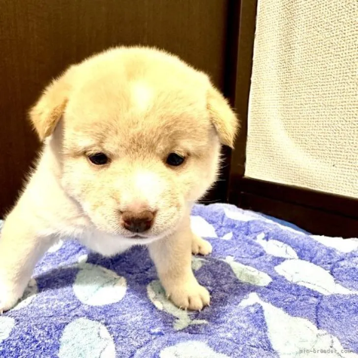 ID:2312-00999の子犬