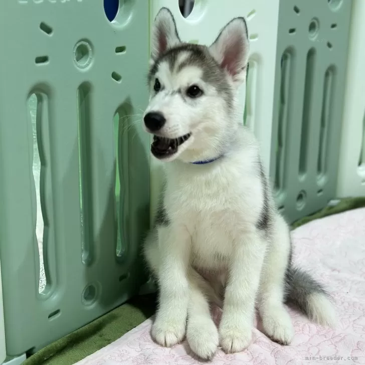 ID：2405-05761の子犬