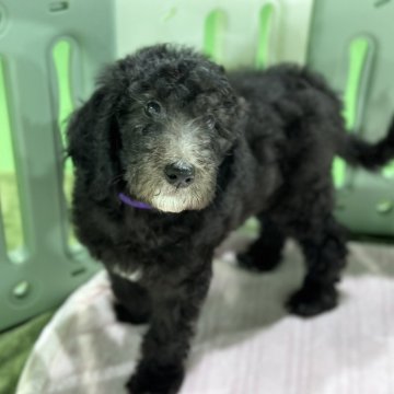ミックス(プードル×ラブラドールレトリバー)【愛知県・男の子・2024年5月10日・ブラック】の写真「サマーセール実施中！」