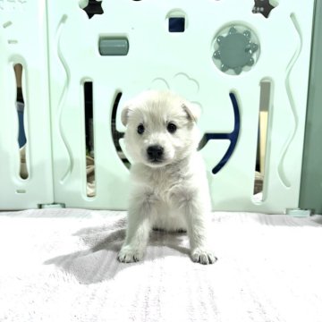 ホワイト・スイス・シェパード・ドッグ【愛知県・男の子・2024年4月30日・ホワイト】の写真「人気急上昇！ホワイトスイスシェパード赤ちゃん」
