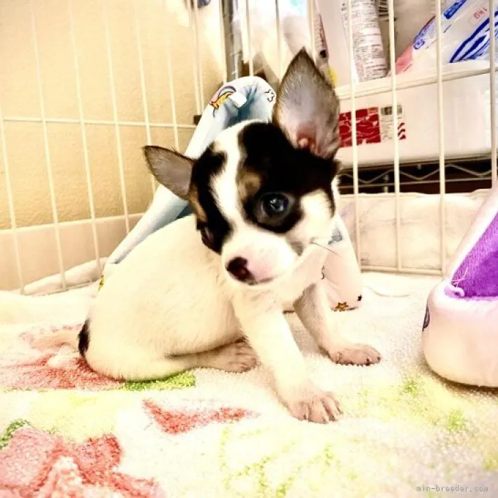 ishi 様のお迎えした子犬
