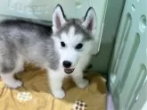 シベリアンハスキー【愛知県・男の子・2024年5月9日・シルバー&ホワイト】の写真3