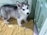 シベリアンハスキー【愛知県・男の子・2024年5月9日・シルバー&ホワイト】の写真4