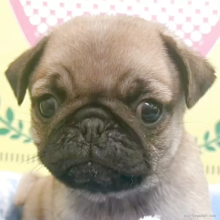ID：2507-06103の子犬