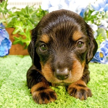 ミニチュアダックスフンド(ロング)【埼玉県・男の子・2025年4月11日・ブラックタン】の写真「７頭兄妹です！」