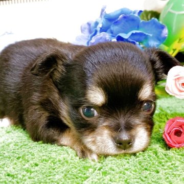 チワワ(ロング)【埼玉県・女の子・2025年4月5日・ブラックタン】の写真「すくすく成長中です！」