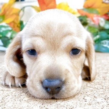 ミニチュアダックスフンド(スムース)【埼玉県・女の子・2025年9月3日・イエロー】の写真「スクスク成長中です！」