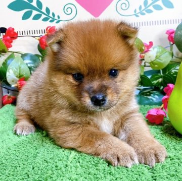 ポメ柴(ポメラニアン×柴犬)【埼玉県・男の子・2024年12月18日・赤】の写真「４頭兄妹です！」