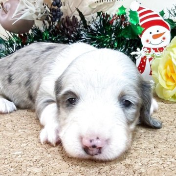 ミニチュアダックスフンド(ロング)【埼玉県・女の子・2025年11月2日・ブルーダップルパイボールド】の写真「5頭兄弟です！！」