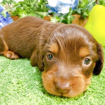 ミニチュアダックスフンド(ロング)【埼玉県・男の子・2025年4月11日・チョコレートタン】の写真「７頭兄妹です！！」